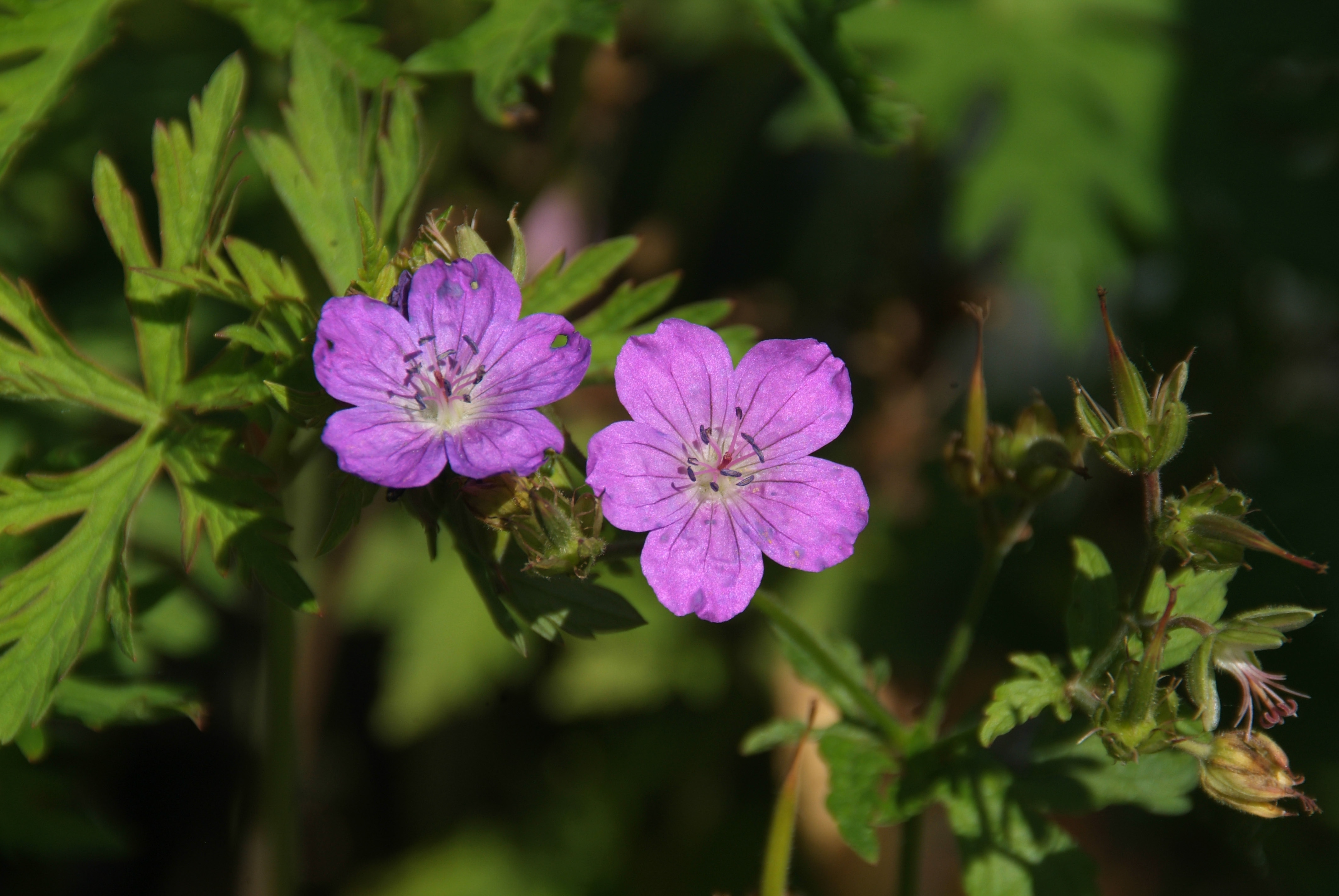 Geranium sylvaticumBosooievaarsbek bestellen